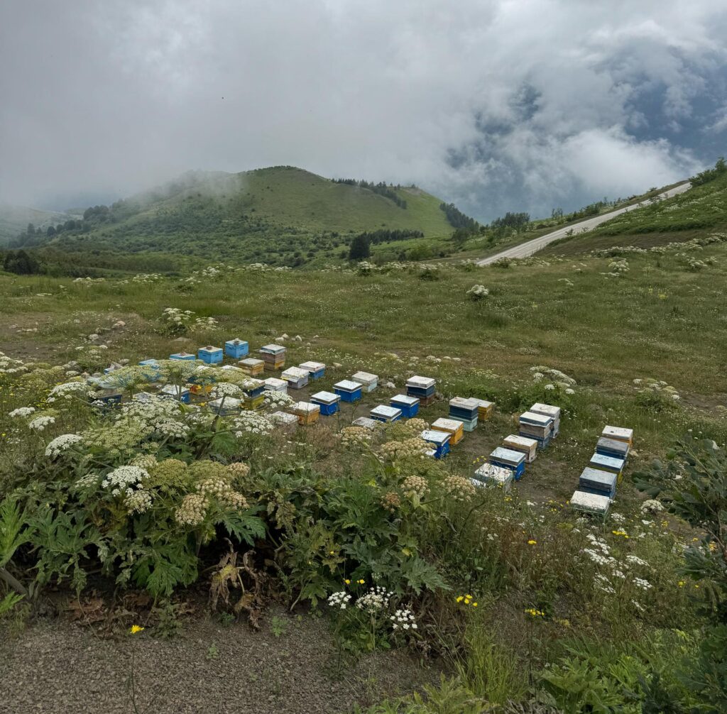 زنبورستان کوهستانی در طبیعت؛ راهنمای خرید عسل اصل